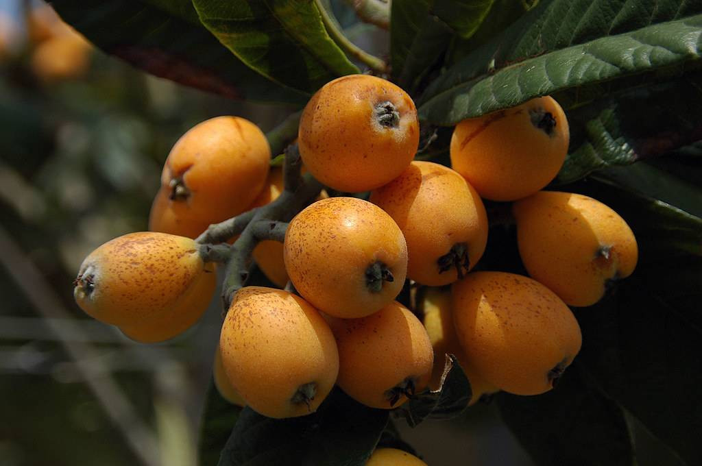 Çekirdeği bile şifa oluyor kanseri de durduruyor. Hasadı erken başladı tarlada kilosu 10 TL - Resim: 6